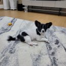 실버테일 | 세상에 단 하나뿐인 우리 집 반려견 얼굴 티셔츠! 실버테일 제작 후기 (ft. 감동의 에코백 사은품)