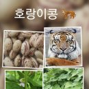 자연학습장 - 호랑이콩 🐯 이미지