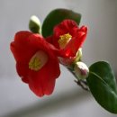 春望詞(춘망사) - 薛濤(설도) 이미지
