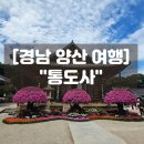 양산 가볼만한곳 양산 통도사 주차 능소화 실시간 개화 상황