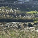 나무아래분식 | 전주 여행 코스｜남부시장 동래분식 칼국수 팥죽 맛집부터 한옥마을 카카오프렌즈샵 감성 코스까지