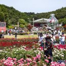 Rose Festival(장미축제)울산대공원 이미지