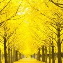 은행나무 농장 이미지