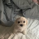주라울 이미지