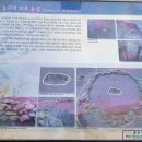 화순리 지석묘 이미지