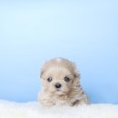 달강아지 이미지