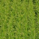 부전계곡(하) 이미지