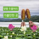 할머니핫도그 | 양평 두물머리 데이트 코스 - 7월 연꽃 연핫도그 후기
