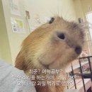 너랑나랑개랑 이미지