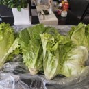 행복잇다사회적협동조합 | 쌈채소배송:) 아삭하고 양많은 친환경 유럽피언 쌈채소 1kg&#34;둥구머리협동조합&#34; 배송후기!