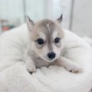 허스키 사랑 | 시베리안허스키분양 설레는시작을위한진심어린이야기