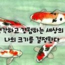 코이(Koi)