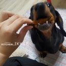 도그패밀리 이미지