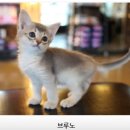 수원고양이분양 나비캣 이미지