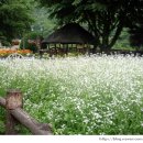 하이디 하우스 이미지