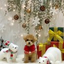 카멜리몽 이미지