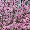 복숭아 펜션 이미지