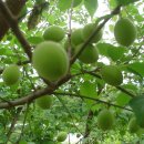 그린토피아 이미지