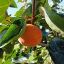 현천농장 이미지