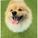 마마스미독펜트하우스 광주애견유치원&애견호텔 본점 이미지