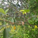 만성농장 이미지