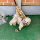 자연속의 펫 이미지