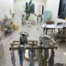 도그레스트 이미지