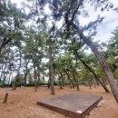 솔향기 | 전국 최고의 인기 캠핑장 추천 <연곡해변 솔향기캠핑장> 에 다녀온 후기/바다뷰 추천