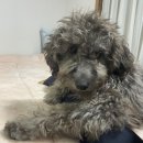 그루비멍 이미지