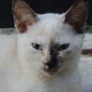 잠실동물병원 이미지