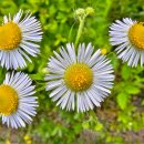 도래울바람물공원 이미지