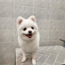 프랑소와펫 신세계대전점 | 대전 강아지미용/ 신세계 프랑소와펫 후기