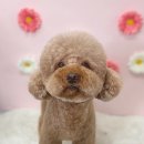 스프링댕댕 이미지