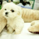 미스터독 이미지