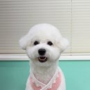 딸기애견미용실 이미지