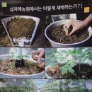삼자매농원