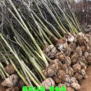 화성-남양-4호 이미지