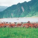 송원사슴 이미지