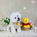 개털깎는마리오 이미지