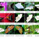 나방 종류들 (2010년) 이미지
