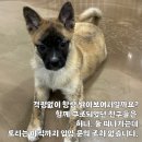 토리스토리 이미지