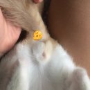 성꼬미 이미지