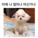 팔공식당 네이버블로그