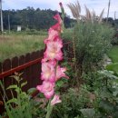 장흥비동돌담 이미지