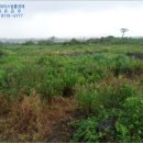 탐라(나동) 이미지