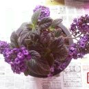 토룡농장 이미지