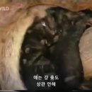 벌꿀오소리