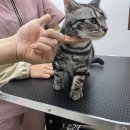 쥬디캣(Judy Cat) 이미지