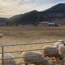 천원목장 이미지