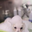 시루 반려견 미용 이미지